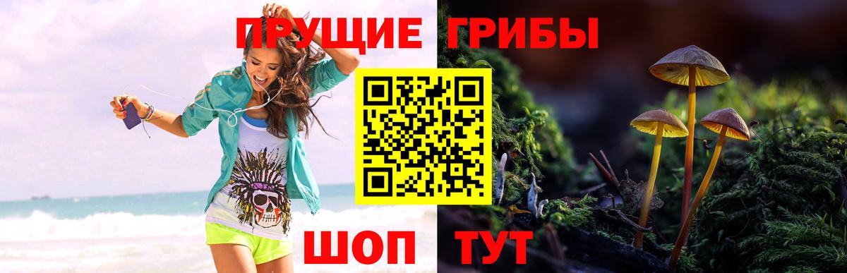 где купить наркотик  Галлюциногенные грибы Magic Shrooms  Псков  Вход с VPN  Псилоцибиновые грибы Cubensis 